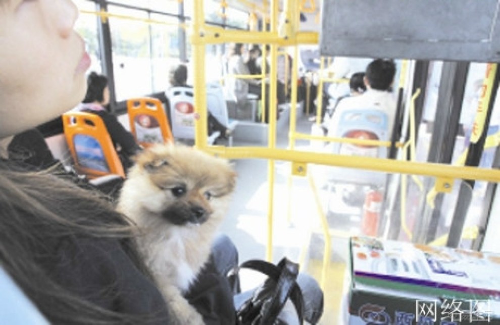 邯郸悲剧，多名村民惨遭杀害