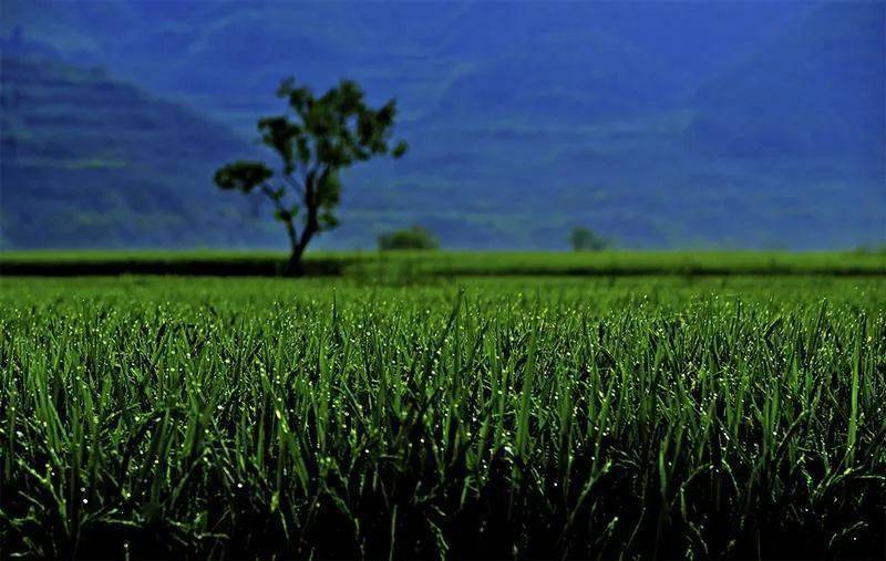 特朗普与和平奖，不在乎还是误解？