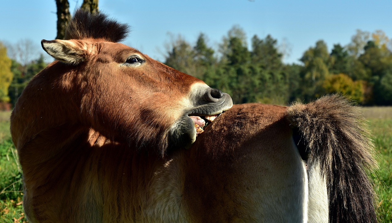 幼童意外被宠物兔咬伤，家庭安全警钟再次敲响